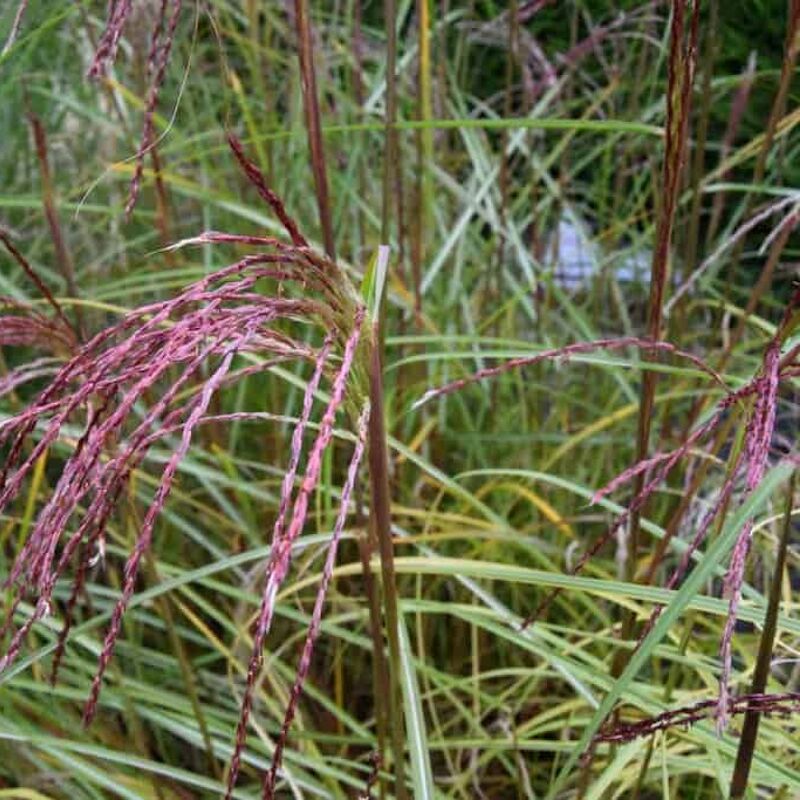 Miscanthus sinensis 'Flamingo' ---